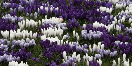 Rådhusparken forår 2009