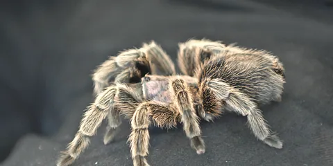 Slangeskin og gåsehud på Naturhistorisk Museum