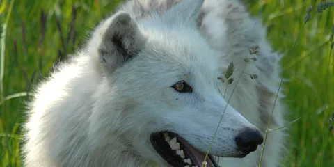 Ree Safari Park Djursland