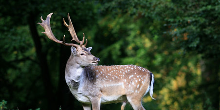 Dyrehaven i efteråret