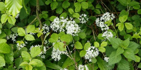 Ramsløg i RIIS SKOVEN