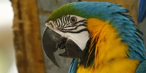 Ree Dyrepark