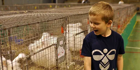 Kaniner og fjerkræ i Lystruphallen