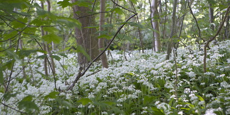 Ramsløg i RIIS SKOVEN