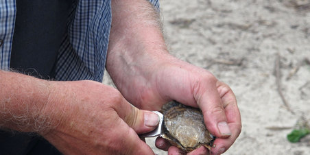 Østers og flint ved Fiskerhuset