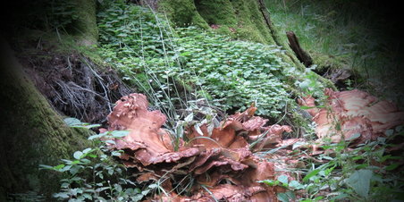 Todays Best (18.08.2011) Skovmøllen Århus