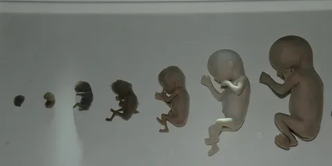 Naturhistorisk Museum blir 70 år.