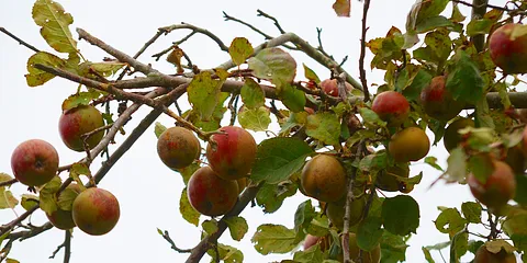 Efterårets farver
