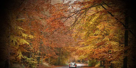 Marselisborg Skov i efterårsklæder og regn