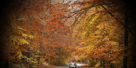 Marselisborg Skov i efterårsklæder og regn