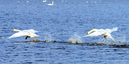 Knopsvanen - Danmarks Nationalfugl