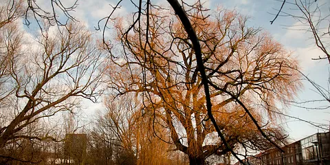Blæst rundt i byen 12. januar 2012