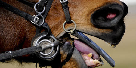 Børster og Strigler på Væddeløbsbanen på en søndag