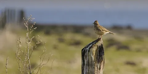 Lærkesang og rovfugle ved Egå Engsø den 8. marts 2012