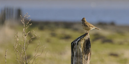 Lærkesang og rovfugle ved Egå Engsø den 8. marts 2012