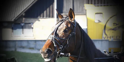 Jysk Væddeløbsbane14.03.2012