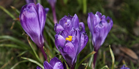 Forår i Rådhusparken