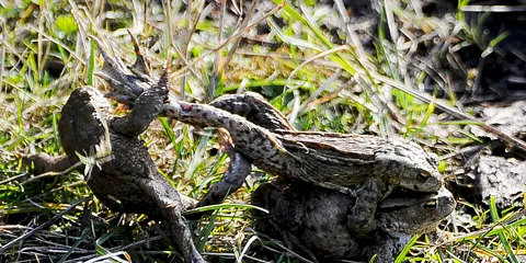 En lille frø i mosen sad