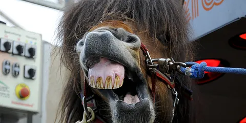 Weelnes til heste 04.04.2012. Galleri 1