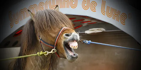 Weelnes for heste 04.04.2012 galleri 2