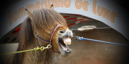 Weelnes for heste 04.04.2012 galleri 2