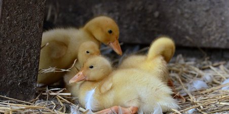 Legepladsen Søndergård - en oase midt i Lystrup By.