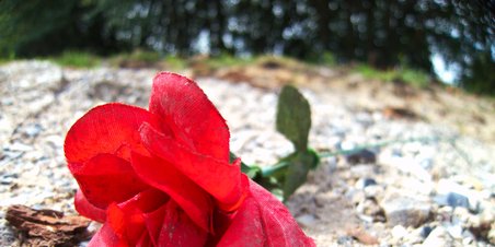 NorthSide 2 uger efter