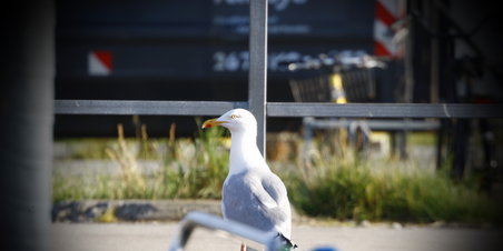 Tunø Festival Lørdag
