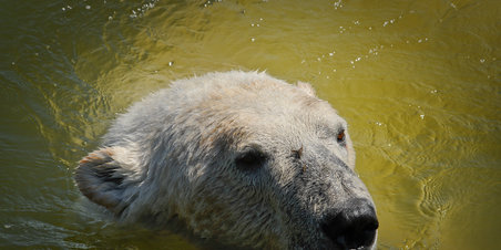 Skandinavisk Dyrpark
