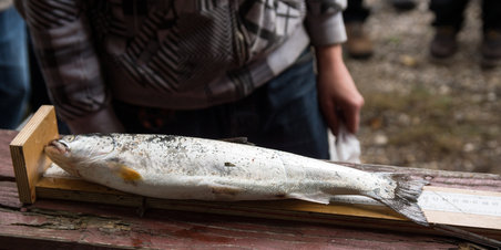 Ørneredekonkurrencen 2012