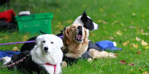 DCH Risskov - Klubmesterskaber