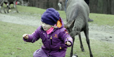 Falkeøje i Dyrehaven