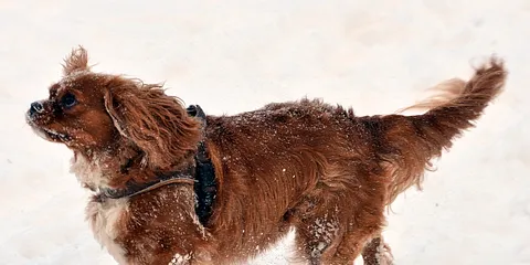 Der faldt sne i Østjylland