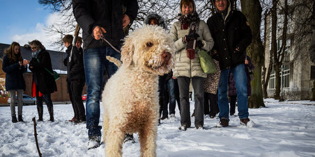 Trøffeljagt i Rådhusparken