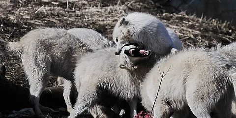Aprilsnar at Hestekød er fundet i Ree Park?