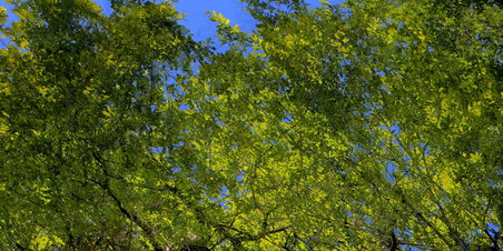 Ramsløg og frisk PESTO