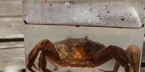 Naturhistorisk Museum på Marselisborg Havn