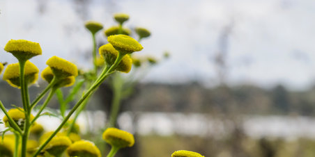 Årslev Engsø i efterårsfarver