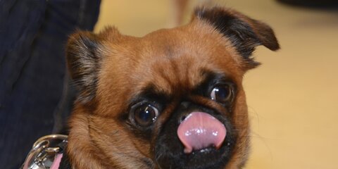 Hundejulefrokost Maxi Zoo Tilst