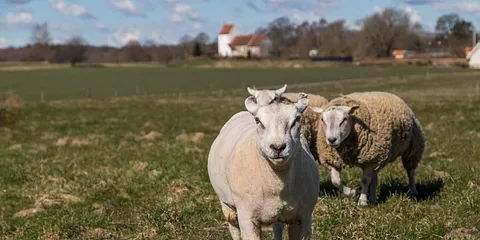 Fårets dag 2015 Dortheasminde Texel
