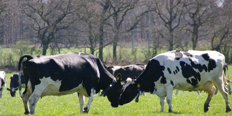 Køerne dansede på Karensminde