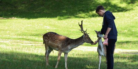 Sensommerhygge i Dyrehaven