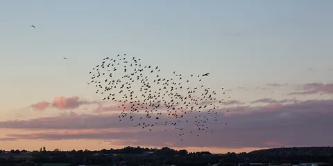 Sort sol over Egå Engsø