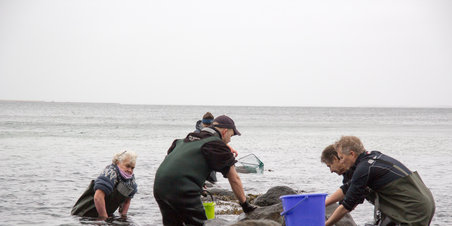 Muslingejagt ved Ballehage Strand