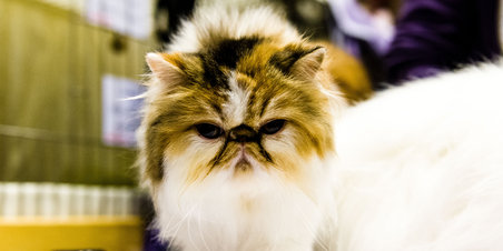 Jyrak Katteudstilling - Aarhus N