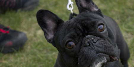 Valentines dag for hunde.