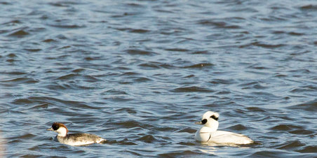 Fuglene i og omkring Egå Engsø