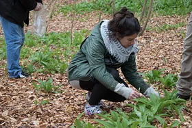 Vild Smag Festivallen - ramsløg i Risskov