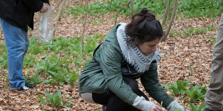 Vild Smag Festivallen - ramsløg i Risskov