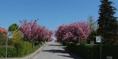 P. Mønsteds Allé i farver 